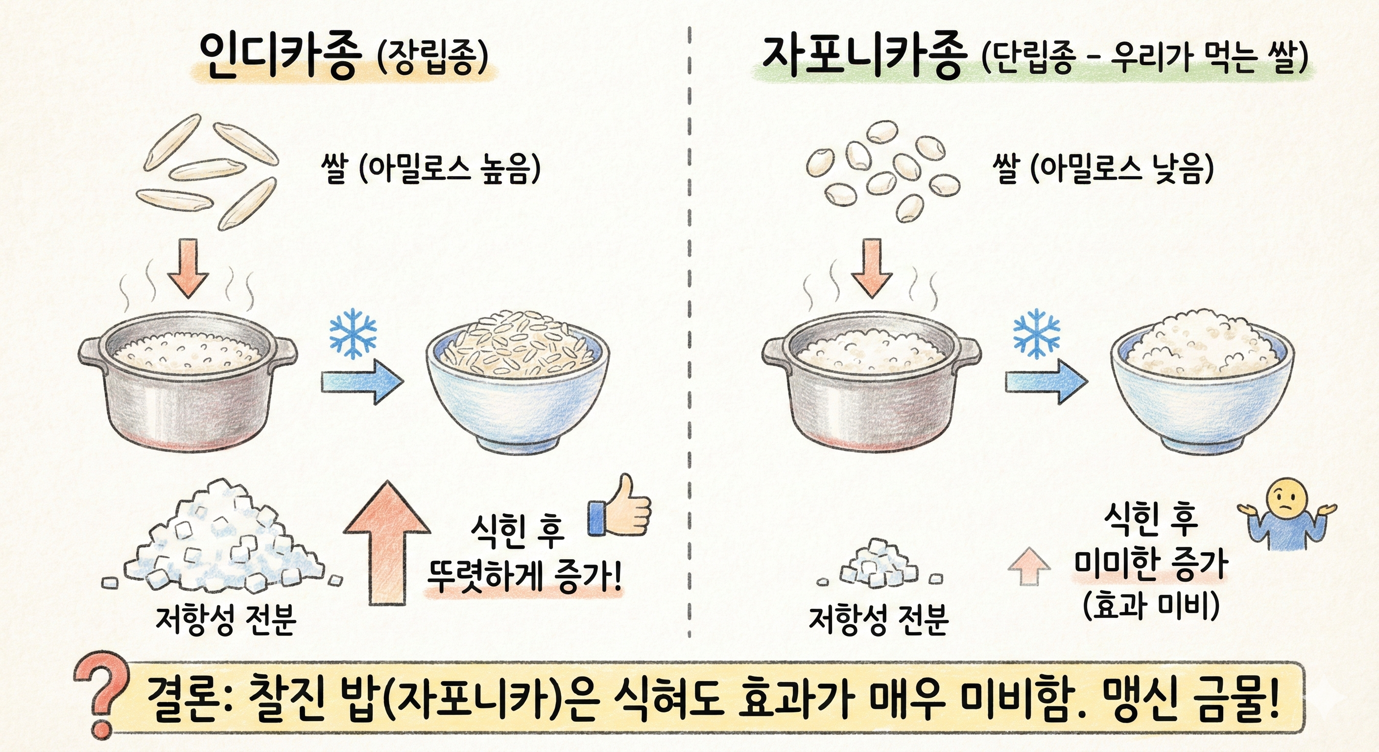 식힌 밥 다이어트와 당뇨 관리의 함정, 정재훈 약사가 말하는 저항성 전분의 진실